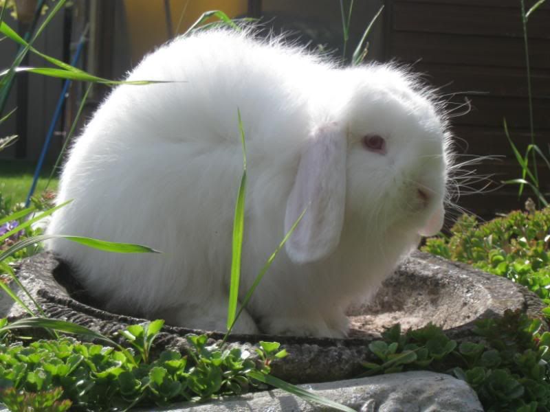 Cashmere Lop photos